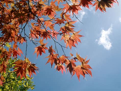 Bodnant Gardens in the Autumn - Elm Tree Hotel