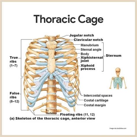 Thoracic cage | Skeletal system anatomy, Muscular system anatomy, Basic ...