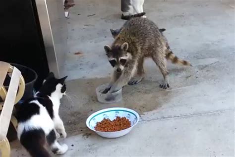 Raccoon Steals Cats' Food And Makes A Great Escape (VIDEO) | HuffPost