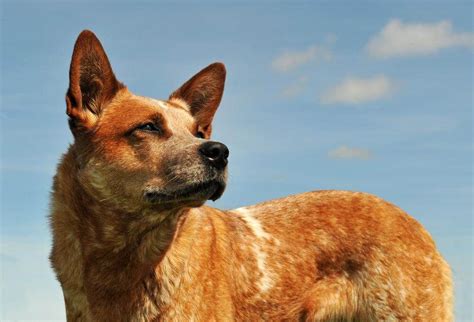 Red Heeler Dog Breed Guide: Traits, Care, and Training Tips