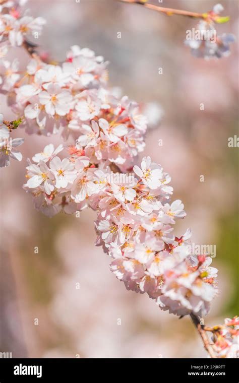 Ueno Cherry Blossoms, Ueno Park, Taito City, Tokyo Stock Photo - Alamy