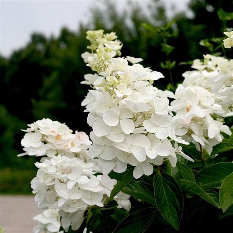 The Most Gorgeous White Hydrangeas for Your Garden in 2020 | White hydrangea, White hydrangea ...