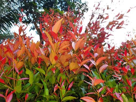 How to Plant and Grow Red Tip Photinia | Gardener’s Path