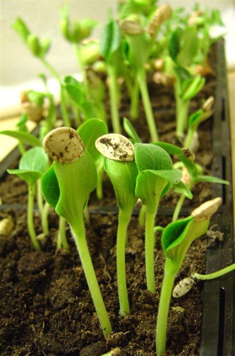 Zucchini seedlings Free Photo Download | FreeImages