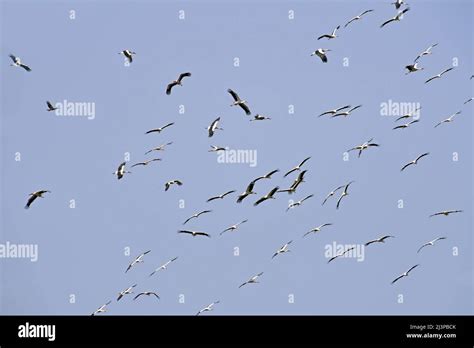 White stork flock during migration Stock Photo - Alamy