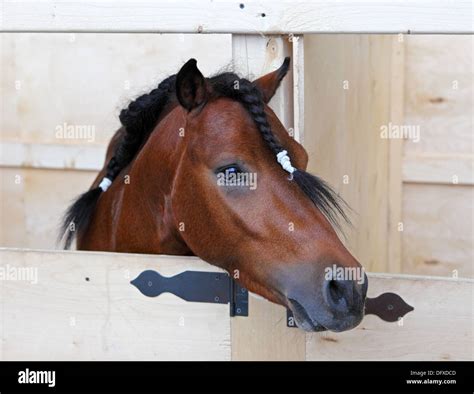 Falabella miniature horse hi-res stock photography and images - Alamy