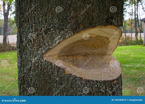 Felling a tree stock photo. Image of tree, rings, sawing - 102340810