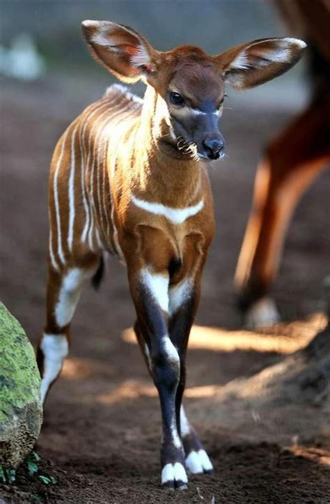 Baby okapi (those ears :D) | Animals, Baby zoo animals, Zoo animals