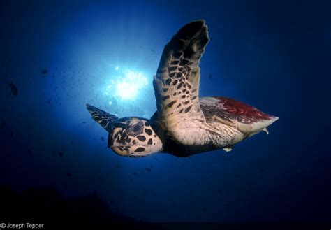 Photographing Sea Turtles