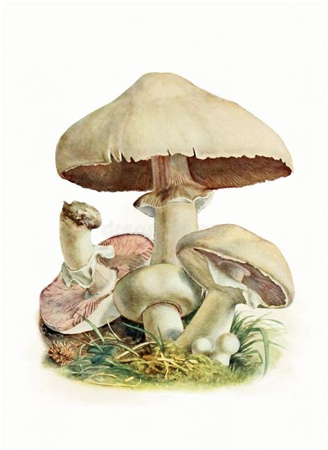 Forest Fungi. Digital Botanical Art Stock Illustration - Illustration ...