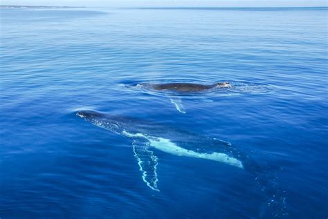 Whale Watching Noosa | Noosa.com