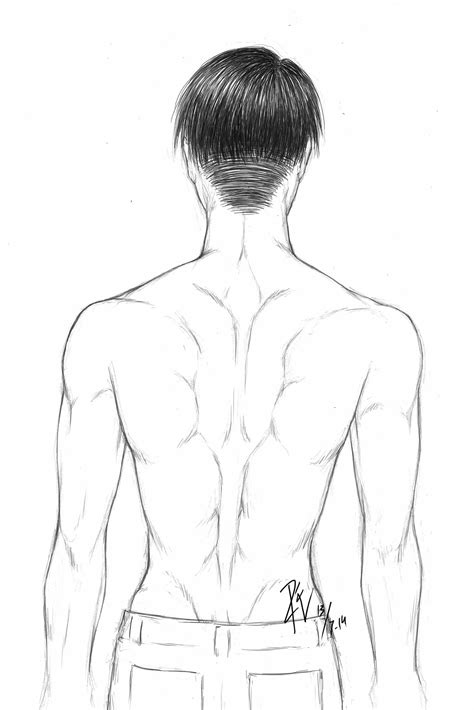 Back Muscles Drawing Reference Anime / From the side, the spine is ...