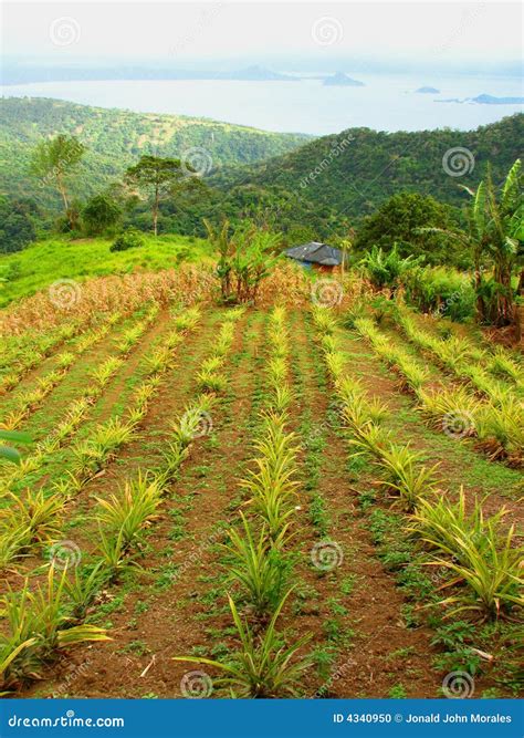 Pineapple Plantation Stock Photo - Image: 4340950