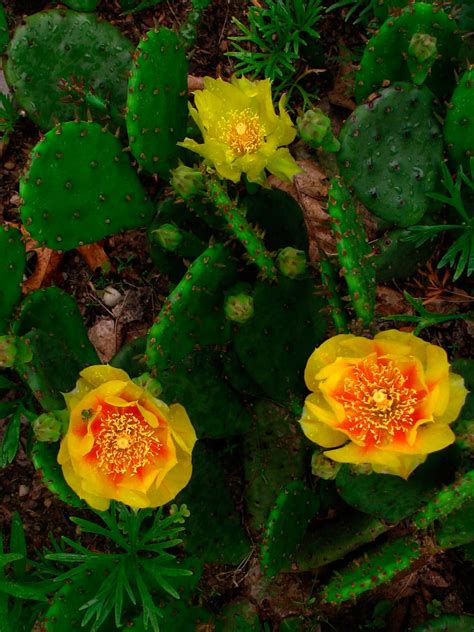 The praiseworthy prickly pear cactus | TBR News Media