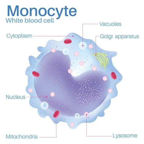 monocyte are white blood cells. 7494741 Vector Art at Vecteezy