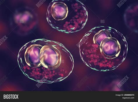 Cytomegalovirus Cmv Image & Photo (Free Trial) | Bigstock