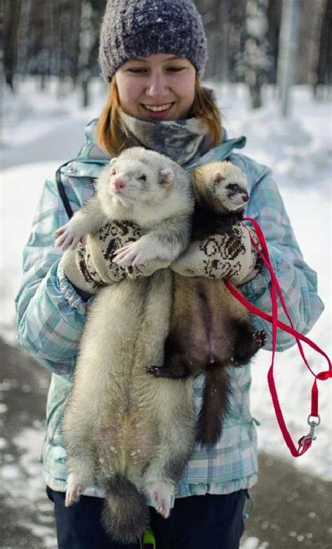 Fat ferret! Ferrets Care, Baby Ferrets, Funny Ferrets, Ferret Toys, Pet Ferret, Angora Ferret ...