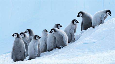 Baby Penguins Wallpapers - Wallpaper Cave