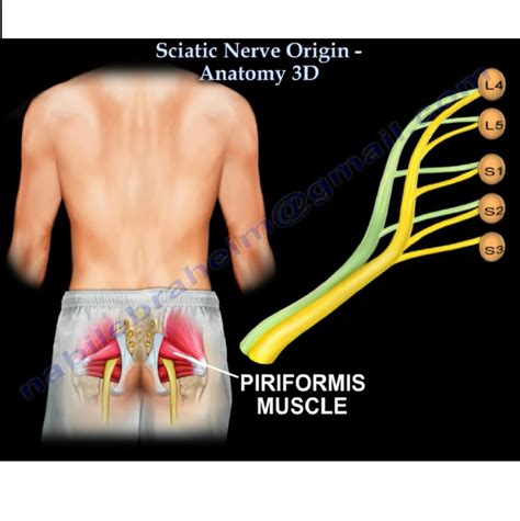 Sciatic Nerve Origin- Anatomy — OrthopaedicPrinciples.com