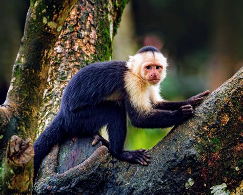 Age-rated genes help capuchin monkeys live longer - Earth.com