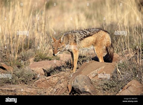 jackal jackals africa african mammal mammals animal animals wildlife ...