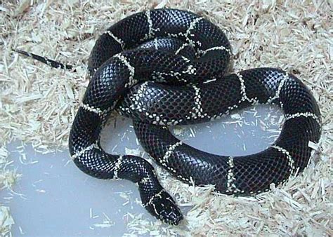 Common Kingsnake Facts and Pictures