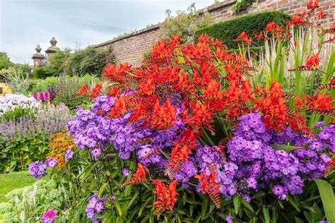 How to Grow and Care for Crocosmia – Make House Cool