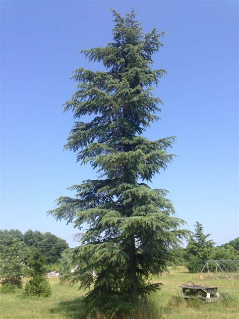 Cedar of Lebanon "Stenacoma" - Trees of Joy