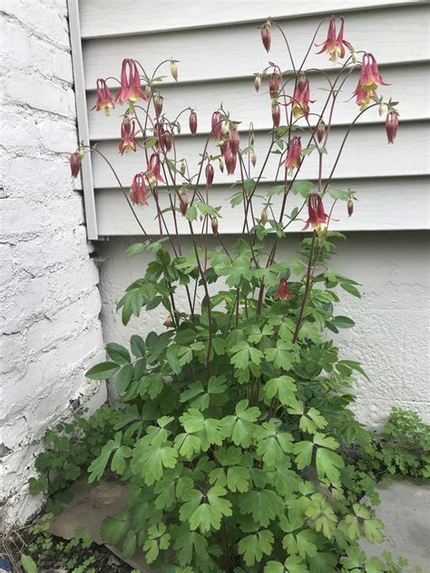 Wild Columbine - Capital Native Plants