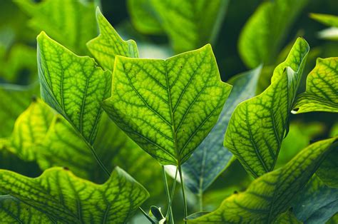 Tulip Tree Leaves Foliage - Free photo on Pixabay - Pixabay