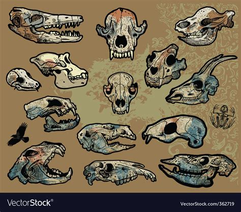 Animal skulls Royalty Free Vector Image - VectorStock