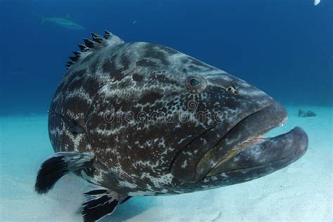 Black Grouper stock photo. Image of animal, background - 9504946