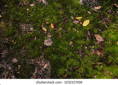 Forest Ground Texture Photos, Images & Pictures | Shutterstock