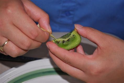 From Seed To .........: Extracting Kiwi Seeds