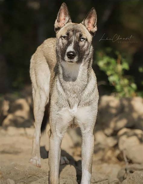 Belgian Malinois Husky Mix: A Glimpse Of The Amazing Belusky