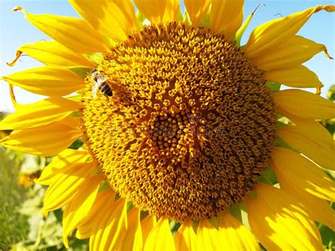 Bees pollinate sunflower stock photo. Image of macro - 144984042