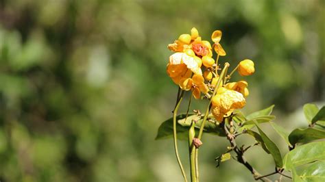 Cerrado Biome - Carbon Streaming