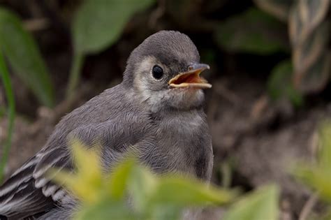 5 Reasons Why Birds Chirp So Much (Must-Read)