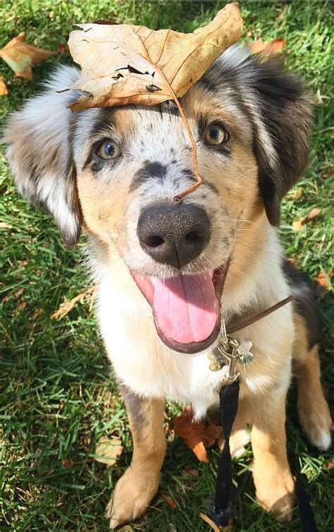 'I Love playing in the Autumn Leaves'- Cute Dog | Daily Dose of ...