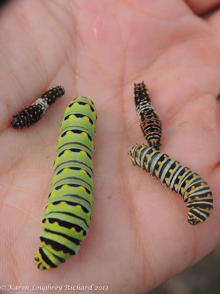 Black swallowtail caterpillars (instars 1-4) | Project Noah