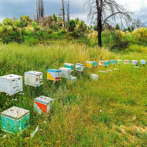 Beehives of 5 Frames with their Hive | Beekeeping Tsiminis Products