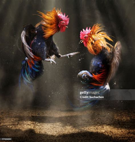 Two Fighting Roosters High-Res Stock Photo - Getty Images