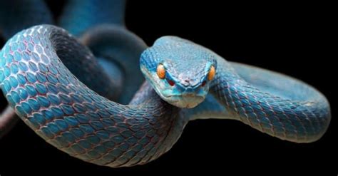 Snake Pictures - AZ Animals