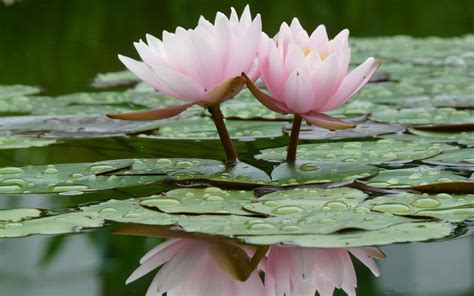 Lotus Flower Wallpapers - Wallpaper Cave