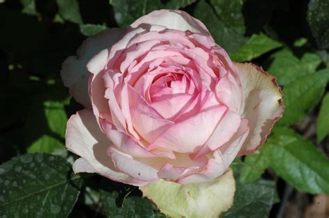 Honore de Balzac ® | Rose, rosa, ca. 90cm (Meilland International, 1998) | Rosa 'Honore de ...