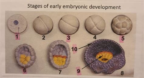 Stages of early embryonic development Diagram | Quizlet