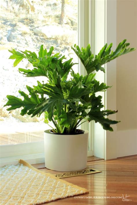 Big-Leaf-Philodendron | Big house plants, Best indoor plants, Big leaf ...