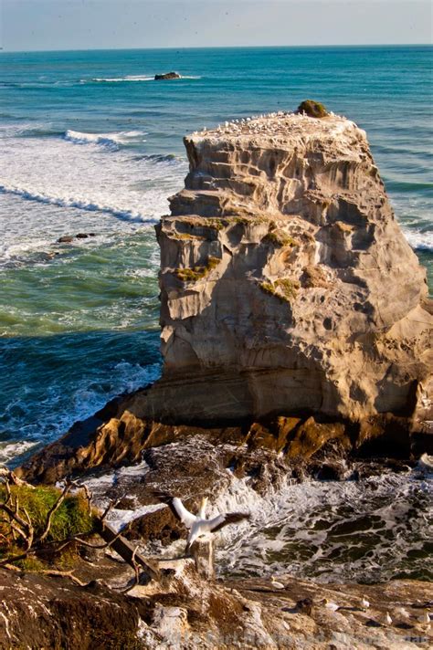 Tree Travels: Muriwai Beach, New Zealand