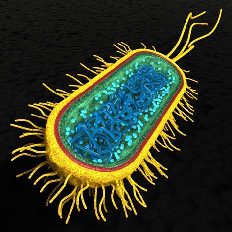 bacterial cell 3d model