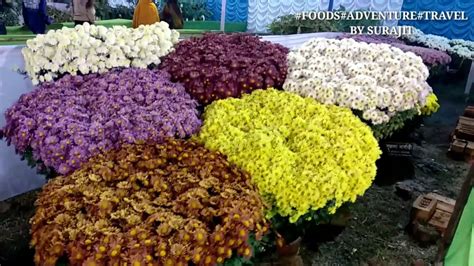 CHANDRAMALLIKA FLOWERS EXHIBITION || CHRYSANTHEMUM EXHIBITION || - YouTube